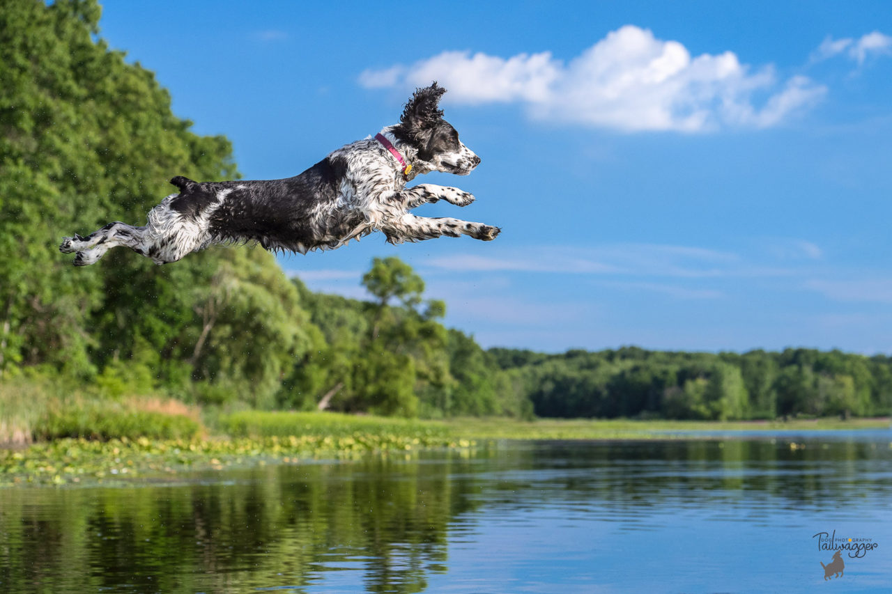 A black and white English Springer Spaniel is caught mid-air jumping into Wilber Lake in Concord, MI.
