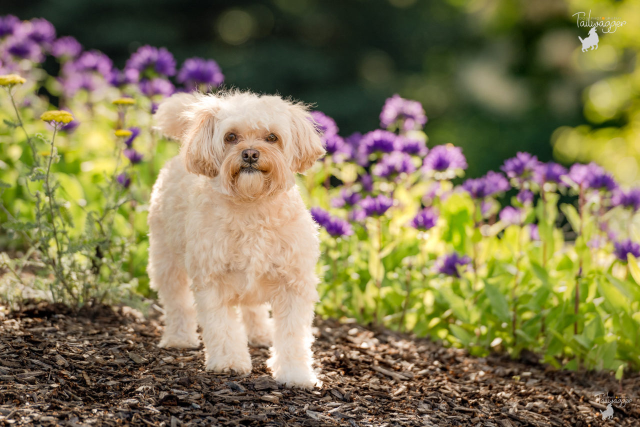 A female Daisy dog stands in front of purple flowers in her front yard in Grand Rapids, MI.