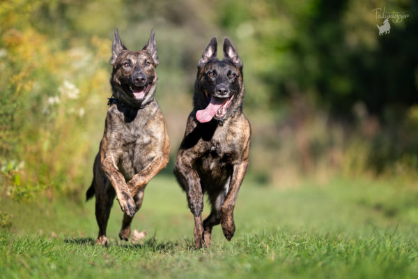 Two Dutch Shepherds run side by side at Johnson Park, a Kent County, Michigan park.