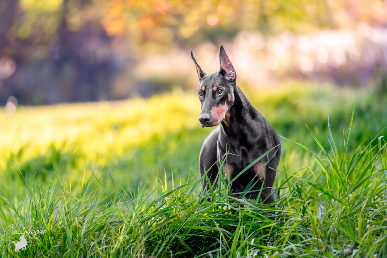 A female black Doberman looks off to the side while she stands in tall grass in Walker, MI.