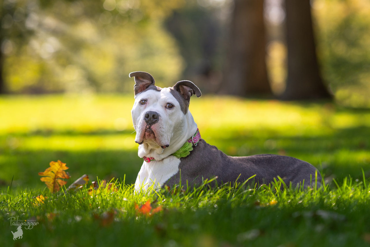 A female Staffordshire terrier lies in the grass at the park in Michigan.