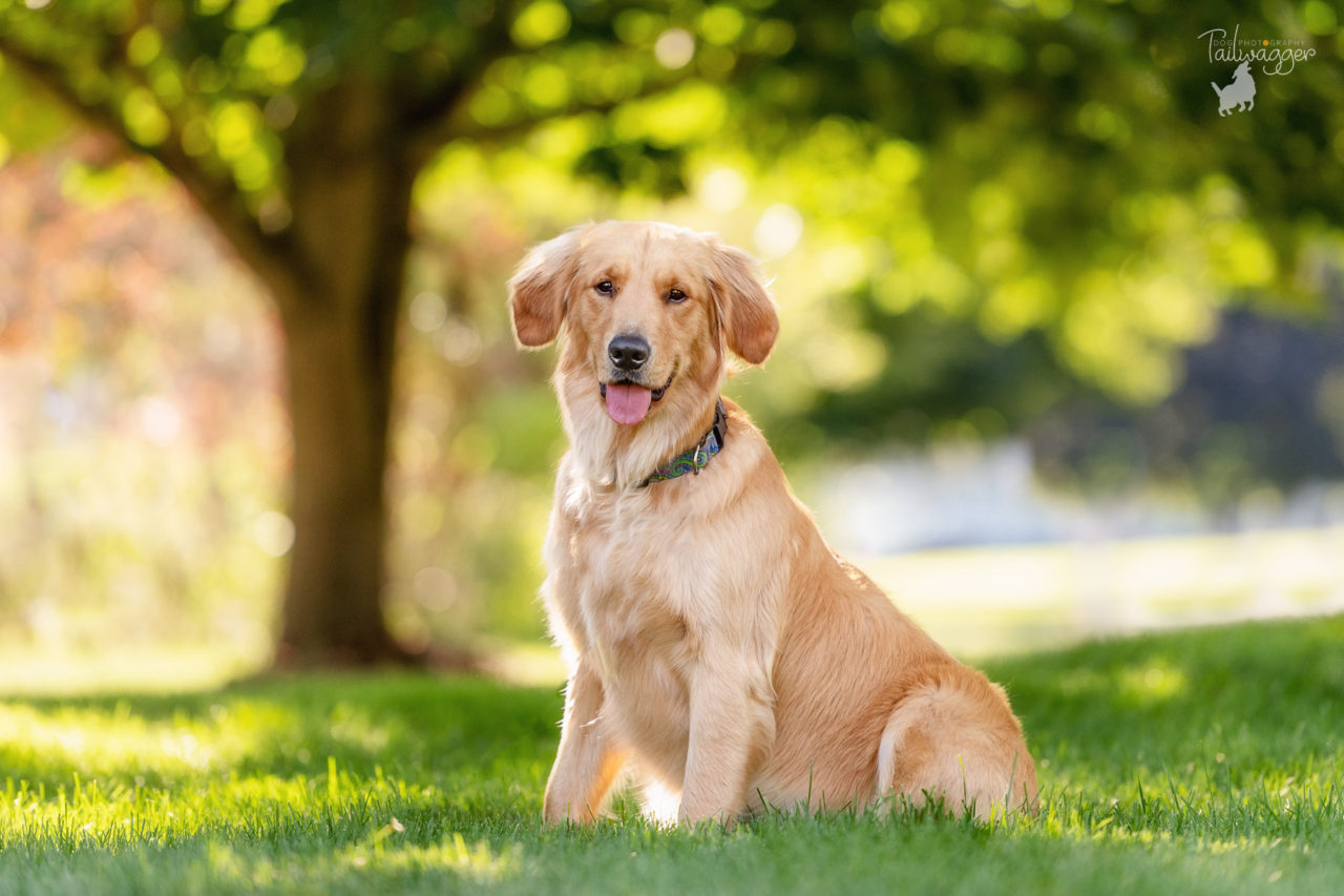 A 1 year old female Golden Retriever sits in her side yard in Jackson, MI.