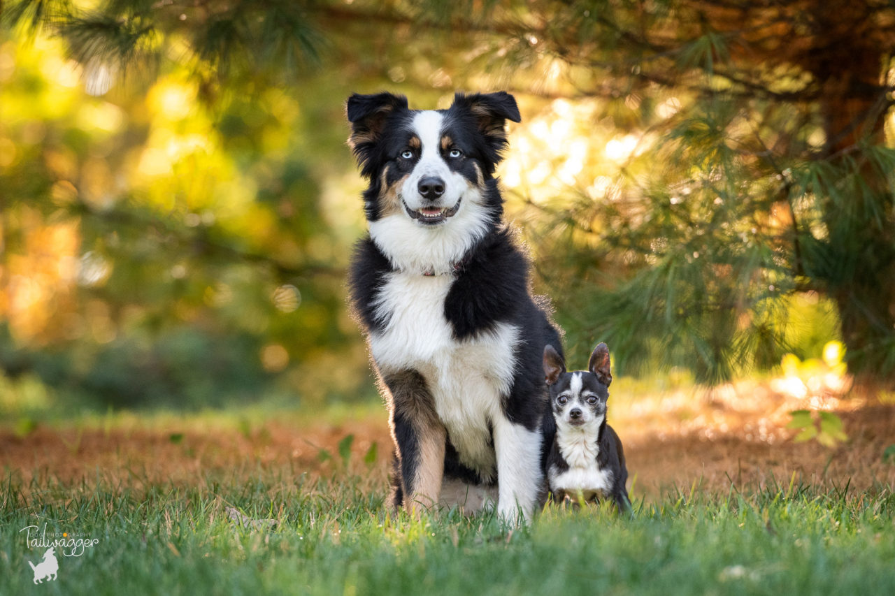 A black and white Aussie and a black and white Chihuahua pose next to each other in front of pine trees in Grand Rapids, MI.