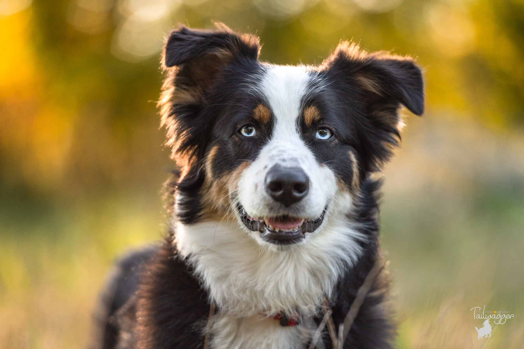 A headshot of a white, black and brown Aussie Shepherd with golden backlight coming through the trees behind him.