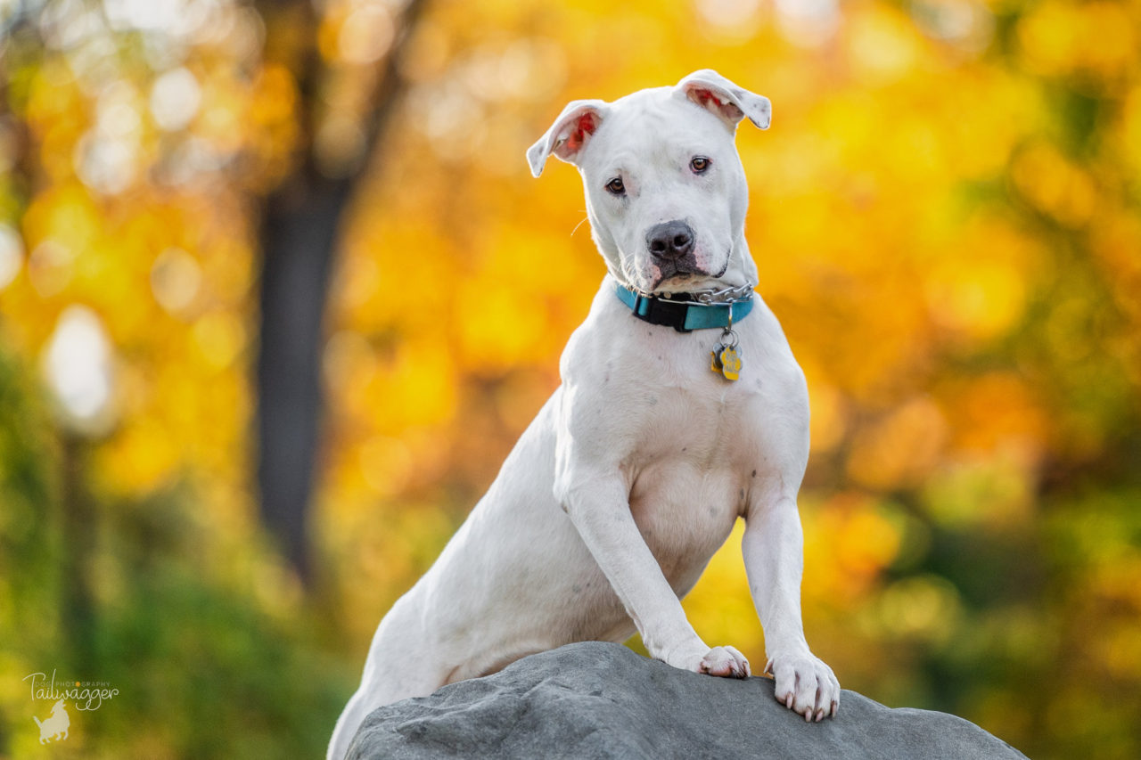 A white pitbull, boxer mix stands with is front two legs on a large gray boulder.