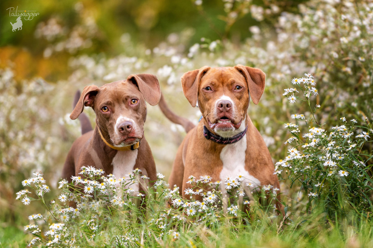 Two pitfall, boxy mixed dogs stand in the middle of white wild flowers.