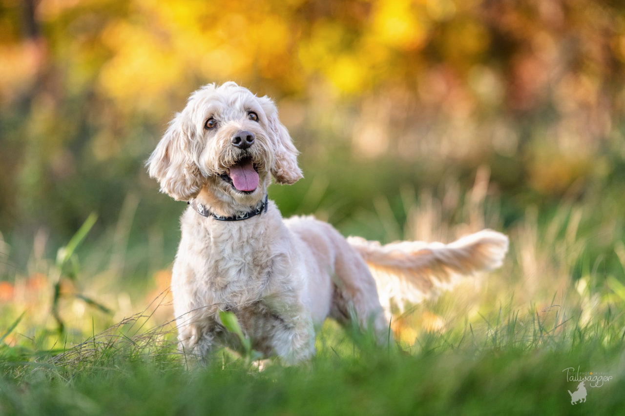 A dog portrait of a male Labradoodle at Johnson Park in Walker, MI.