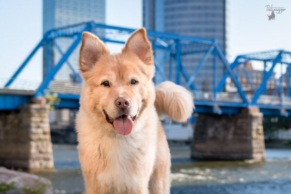 A Golden Retriever mix stands in front of the Blue Bridge in downtown Grand Rapids.