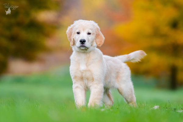 A male Golden Retriever puppy stands in the grass at a Kent County Park in Grand Rapids, MI.