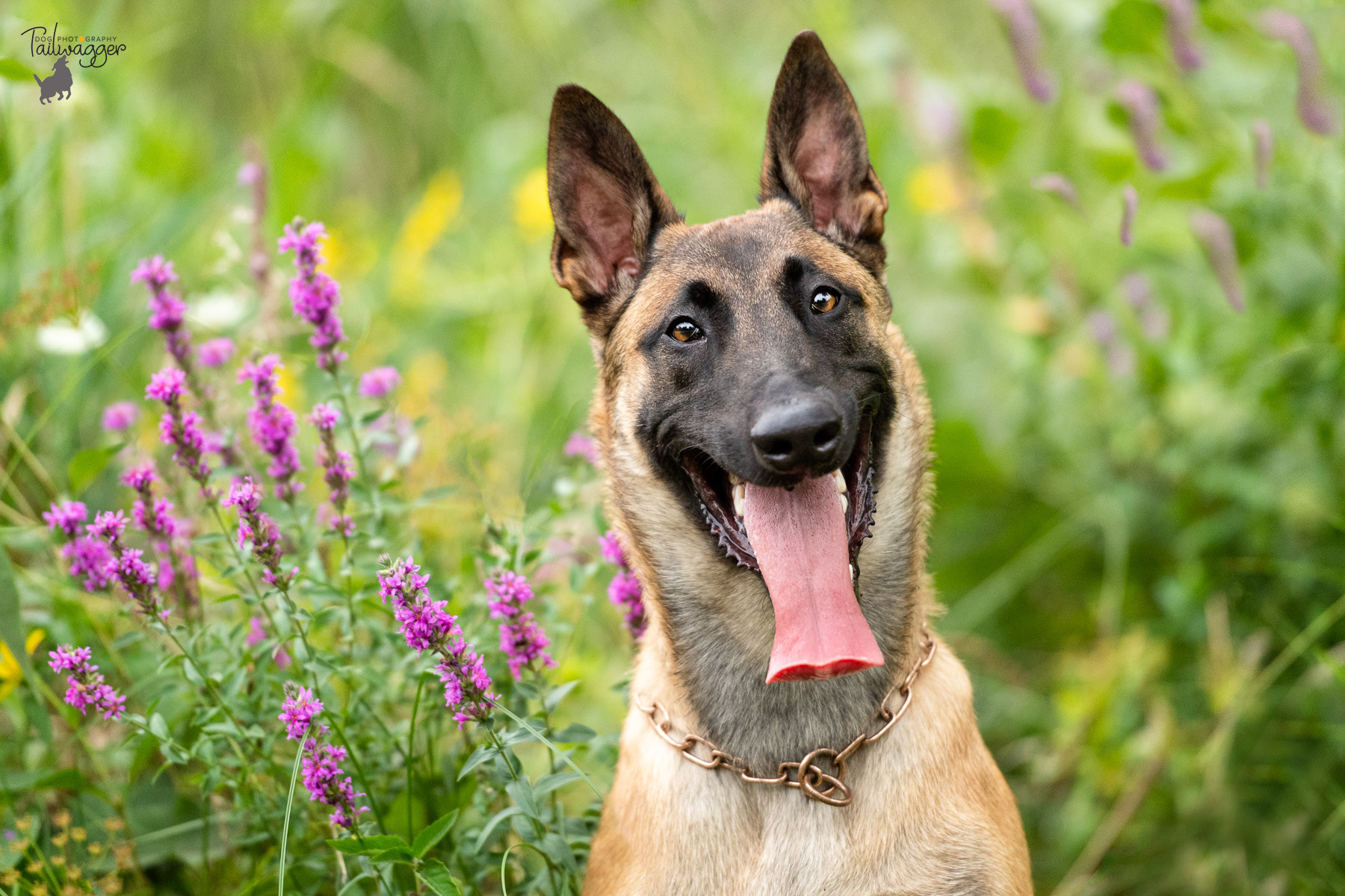A male Belgian Malinois sits in front of purple wild flowers and tall grass.