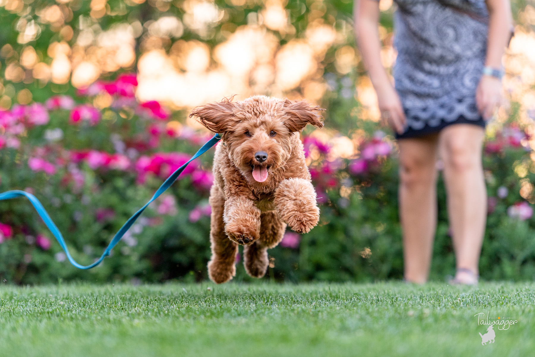 A woman stands off to the side of her dog as the dog runs toward the camera during a photo session. 