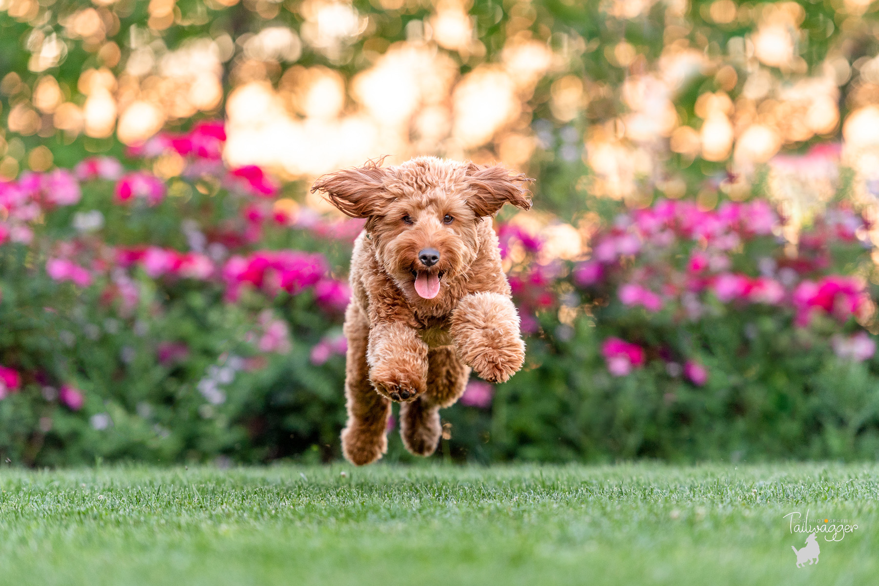 A mini Goldendoodle runs towards the camera during her photo session with Tailwagger Dog Photography. 