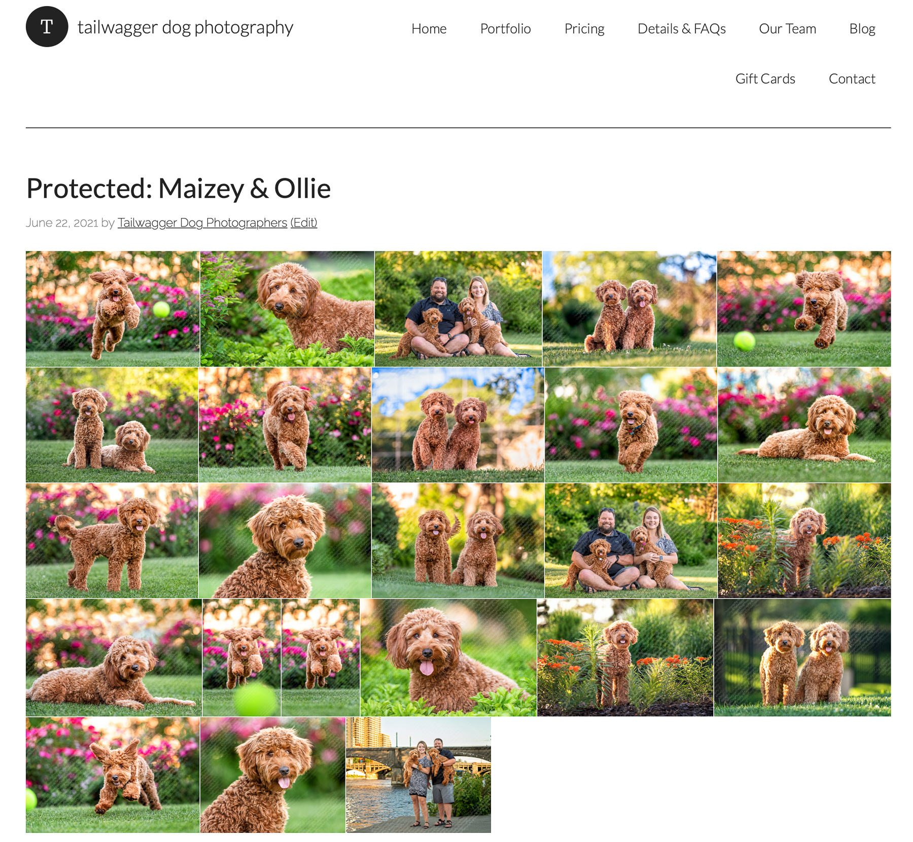 Screenshot of real gallery from a Wee Session from Tailwagger Dog Photography, a Grand Rapids dog and pet photographer.