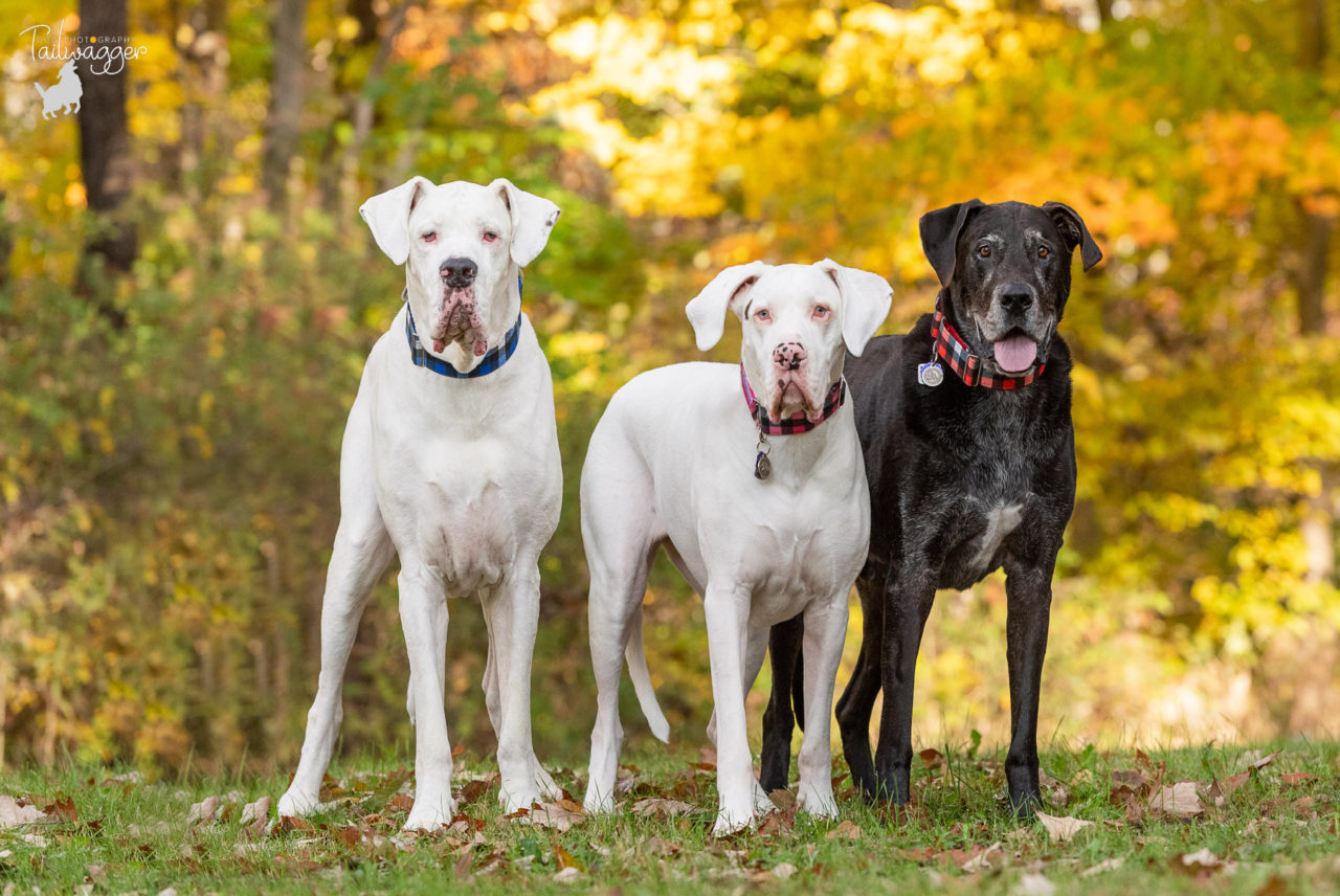 Three Great Danes pose for their photo with beautiful fall colors behind them.