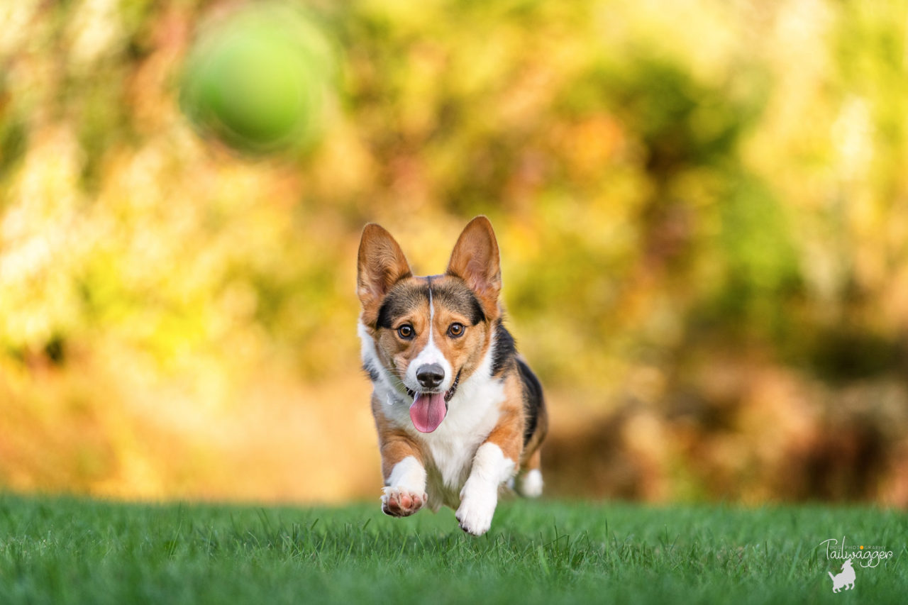 A male tri colored Corgi is photographed mis-air chasing his tennis ball at Johnson Park in Walker, MI.