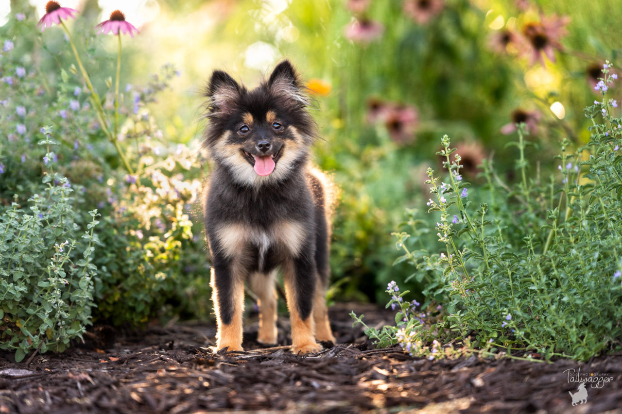 A black and tan Pomeranian stands in the middle of wild flowers in Grand Rapids, MI.