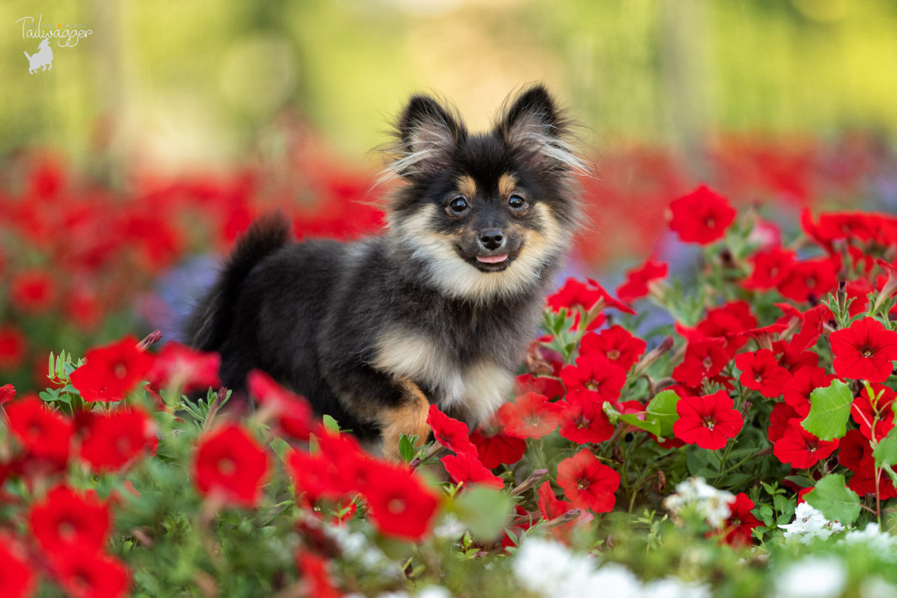 A black and tan Pomeranian stands in the middle of red, white and purple petunias at the Ford Museum in Grand Rapids, MI.