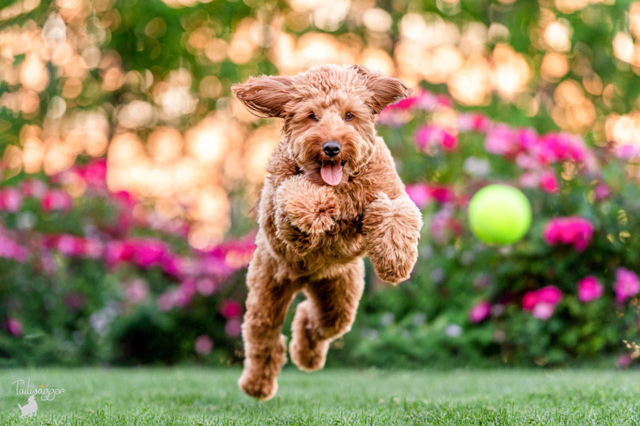 A female mini Goldendoodle is caught mid-air chasing her tennis ball in downtown Grand Rapids, near the Ford Museum.
