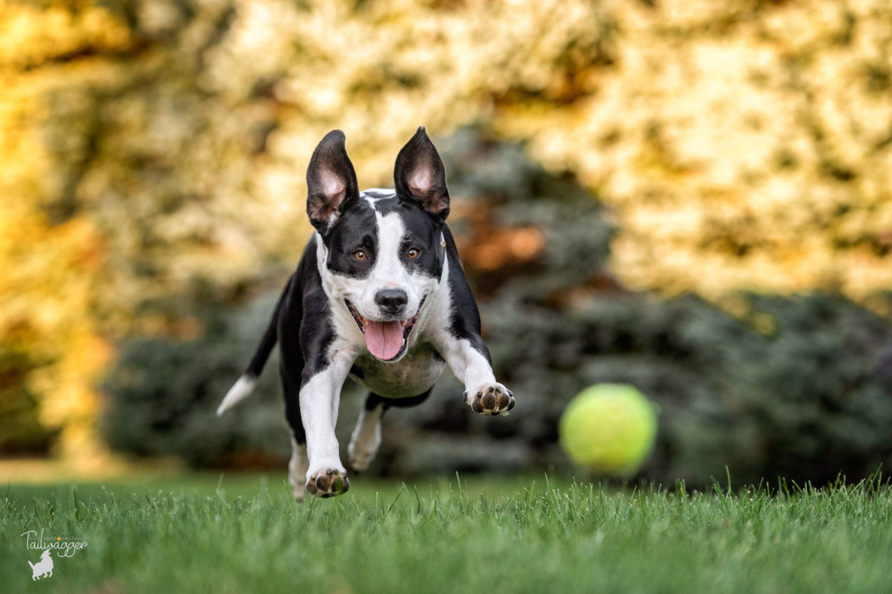 a black and white pitbull mix chases her tennis ball in his side yard in Caledonia, MI.