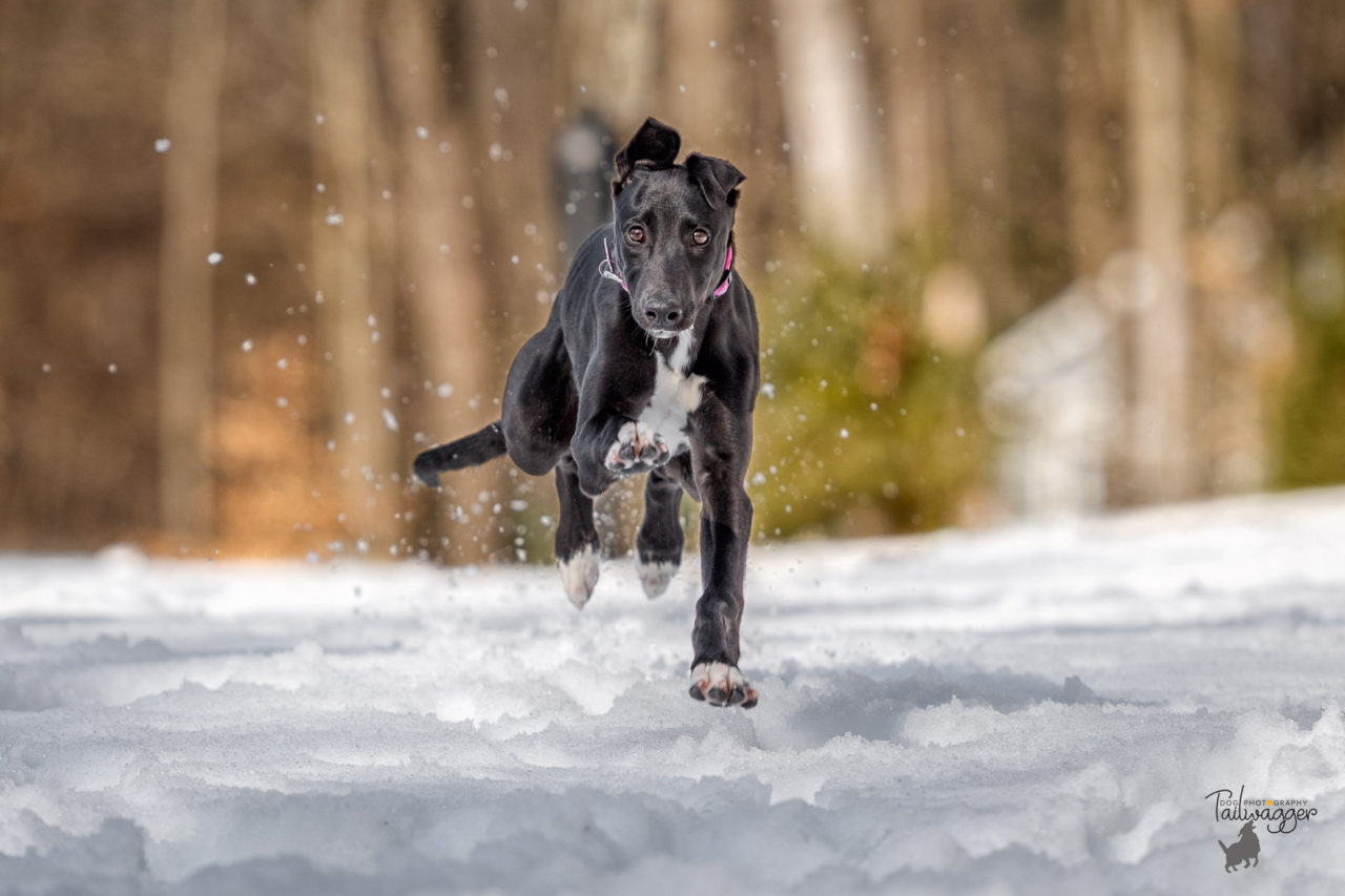 A Greyhound puppy is caught mid-air as she runs straight at the camera.