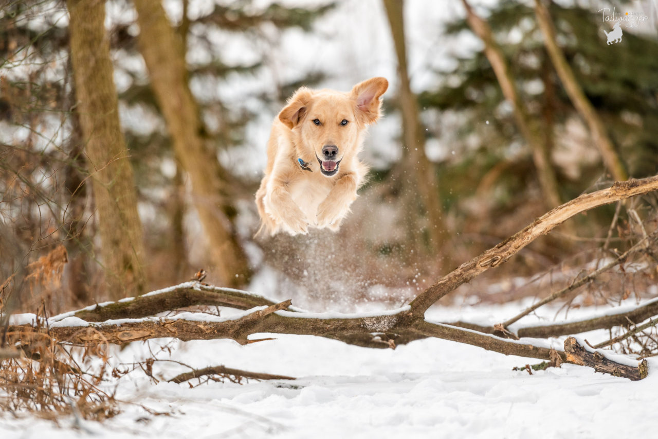 A male Golden Retriever flies over a felled log in Wayland, MI.