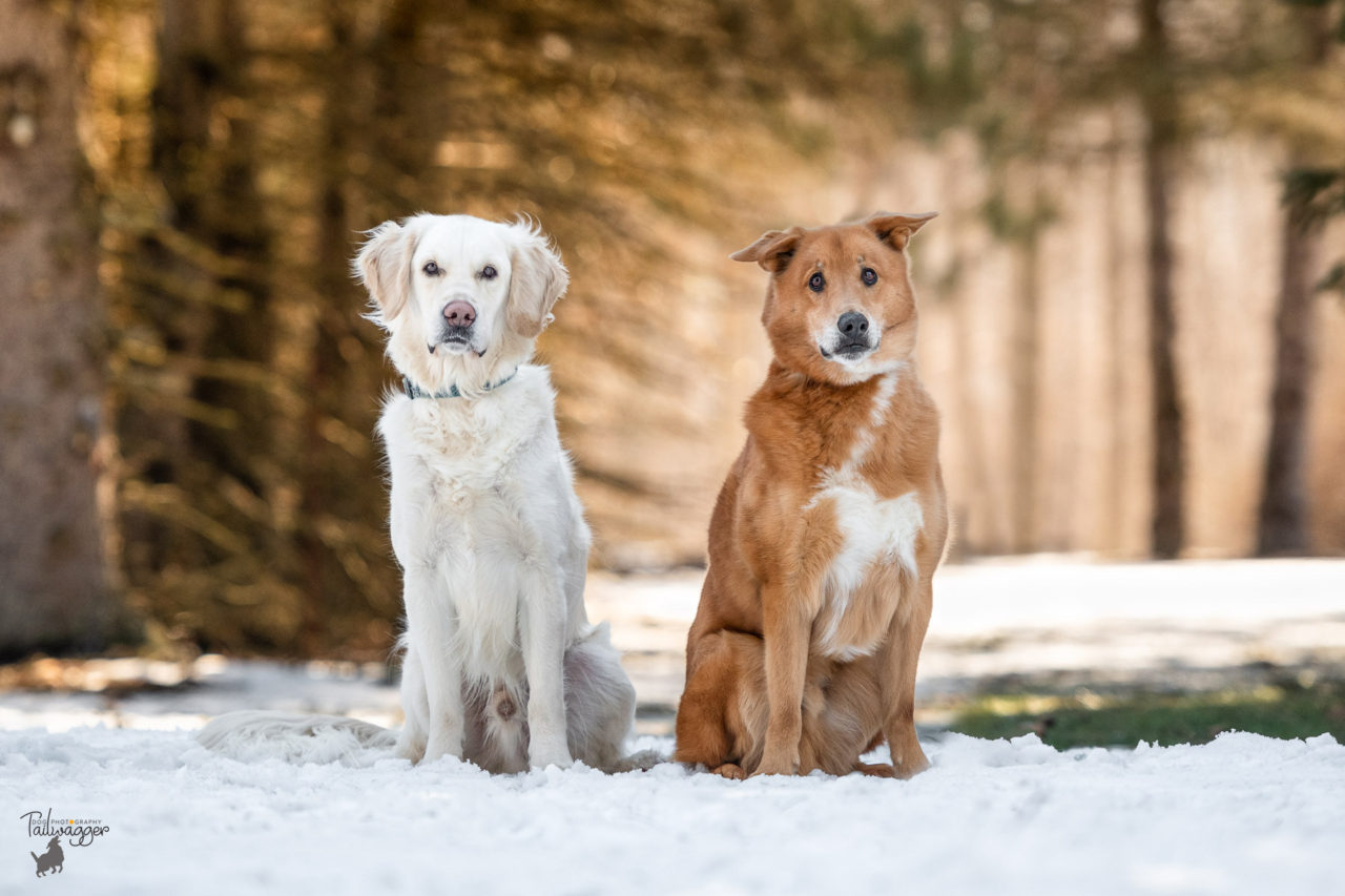 A male Golden Retriever and a male mixed breed dog sit in the snow with golden light in the trees behind them.