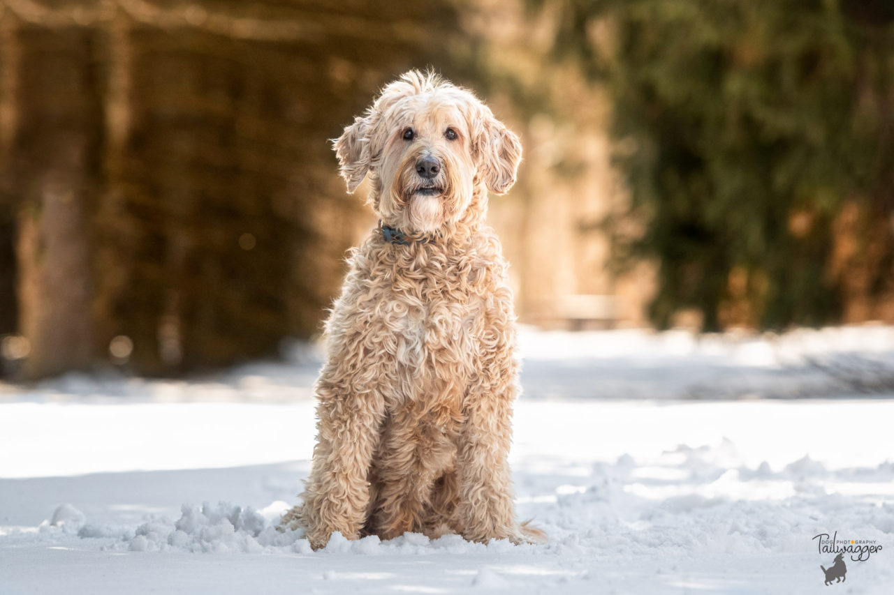 A male Goldendoodle sits in the snow at Hager Park in Jenison, MI.