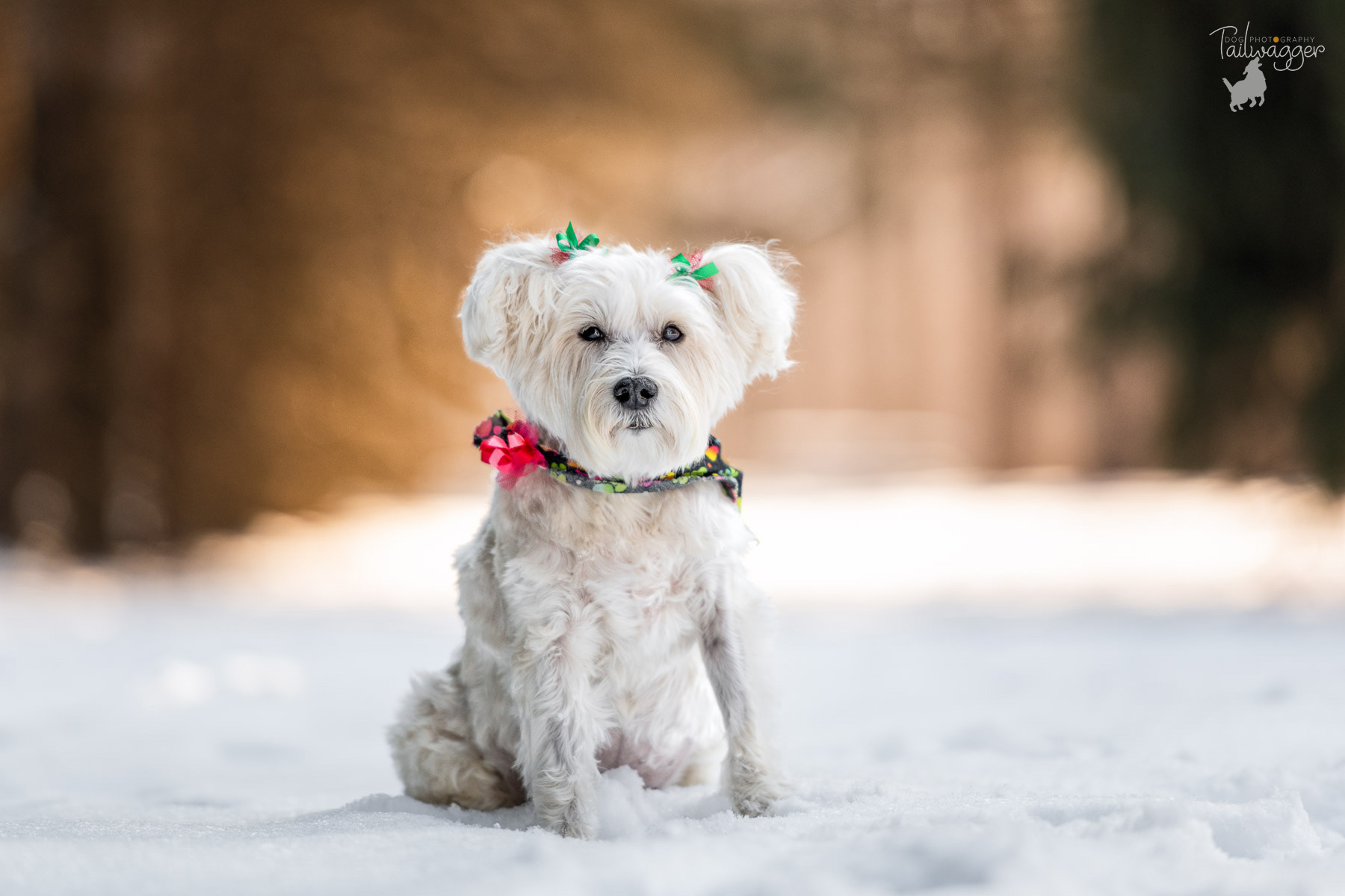 A female white Schnauzer sits in the snow at Hager Park in Jenison, MI.