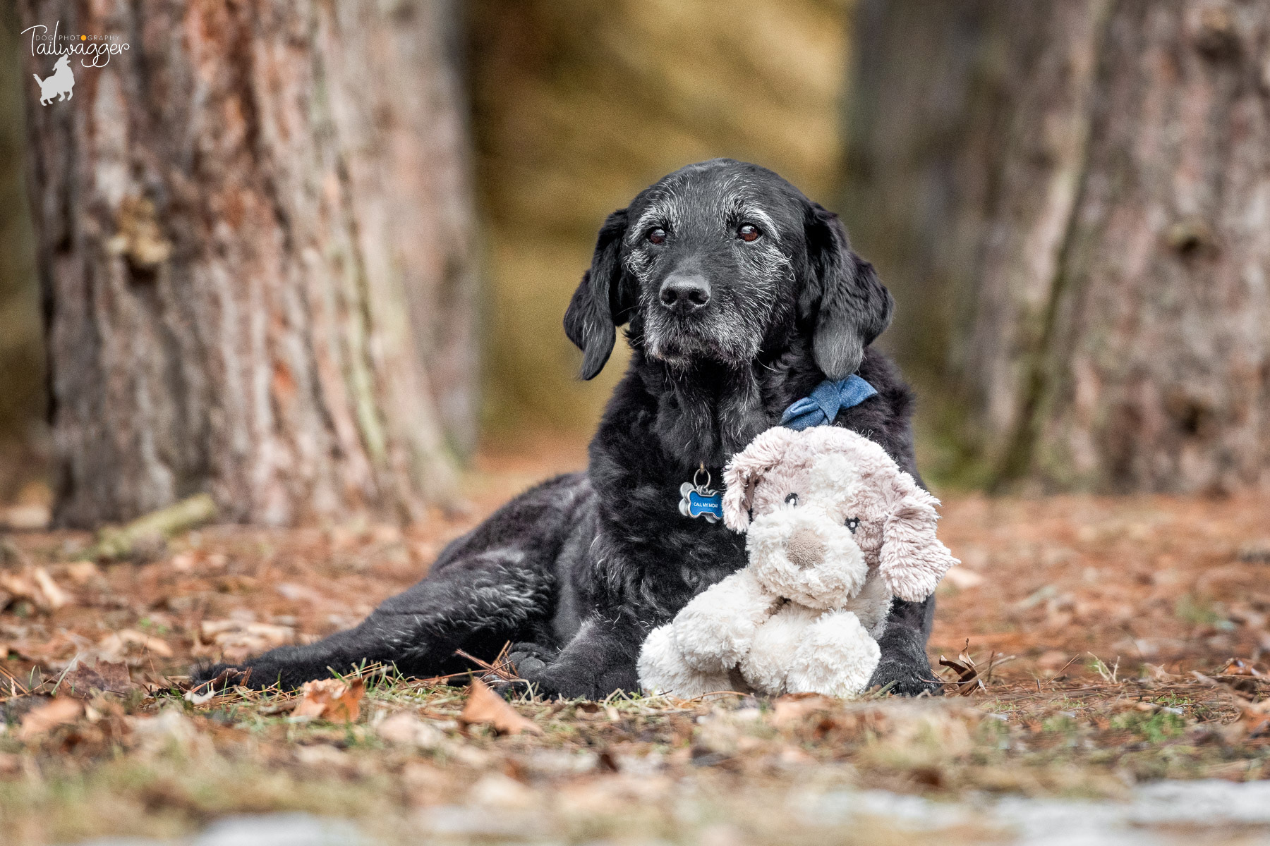 A black Lab mix lies with his favorite toy at Hager Park in Jenison, Michigan.