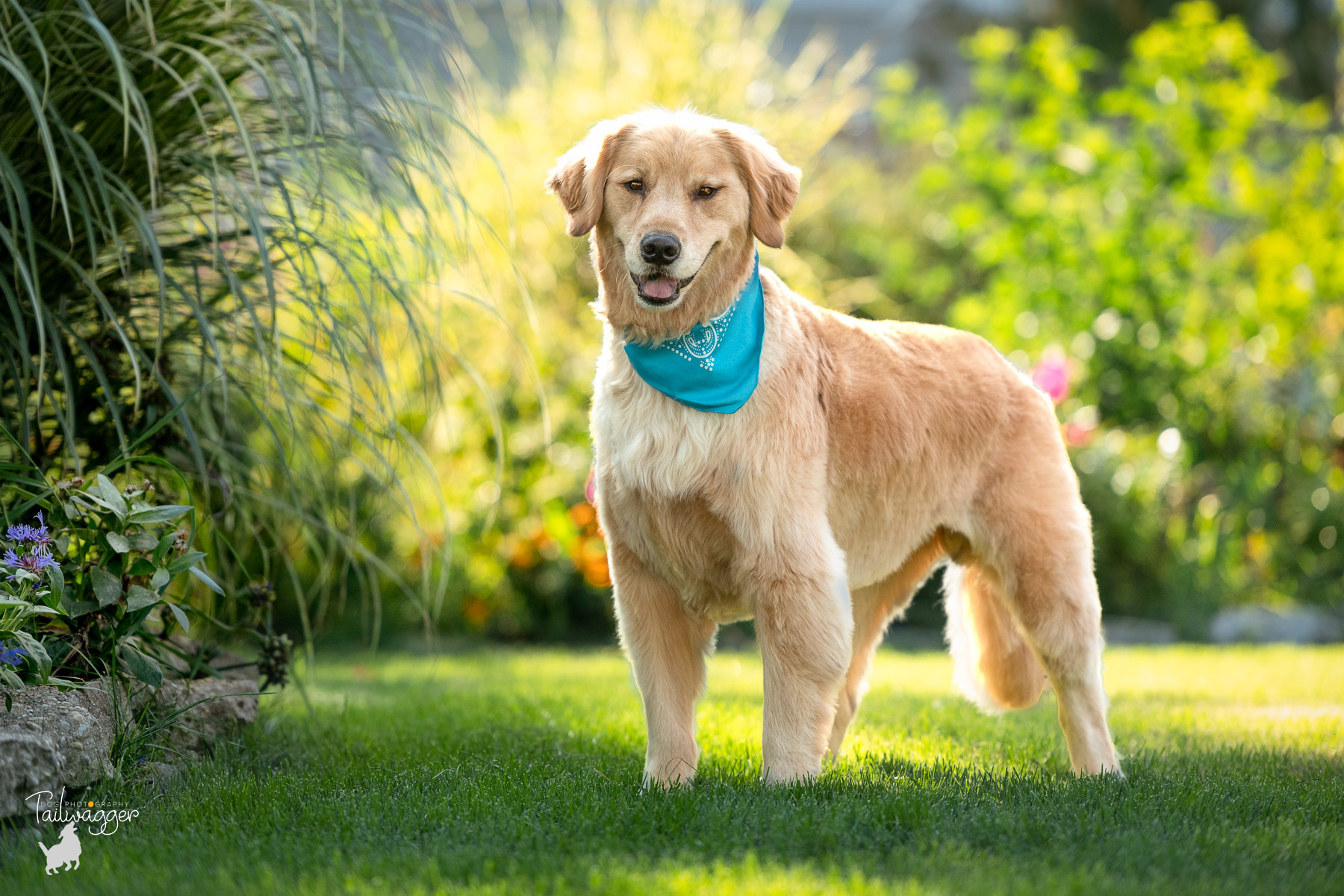 Male Golden Retriever with colorful bandana standing in front of flowers in Wyoming, MI.