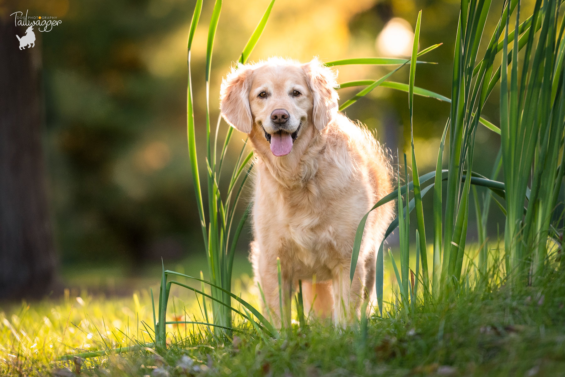 Female Golden Retriever standing amongst tall green grass at Johnson Park in Walker, MI.