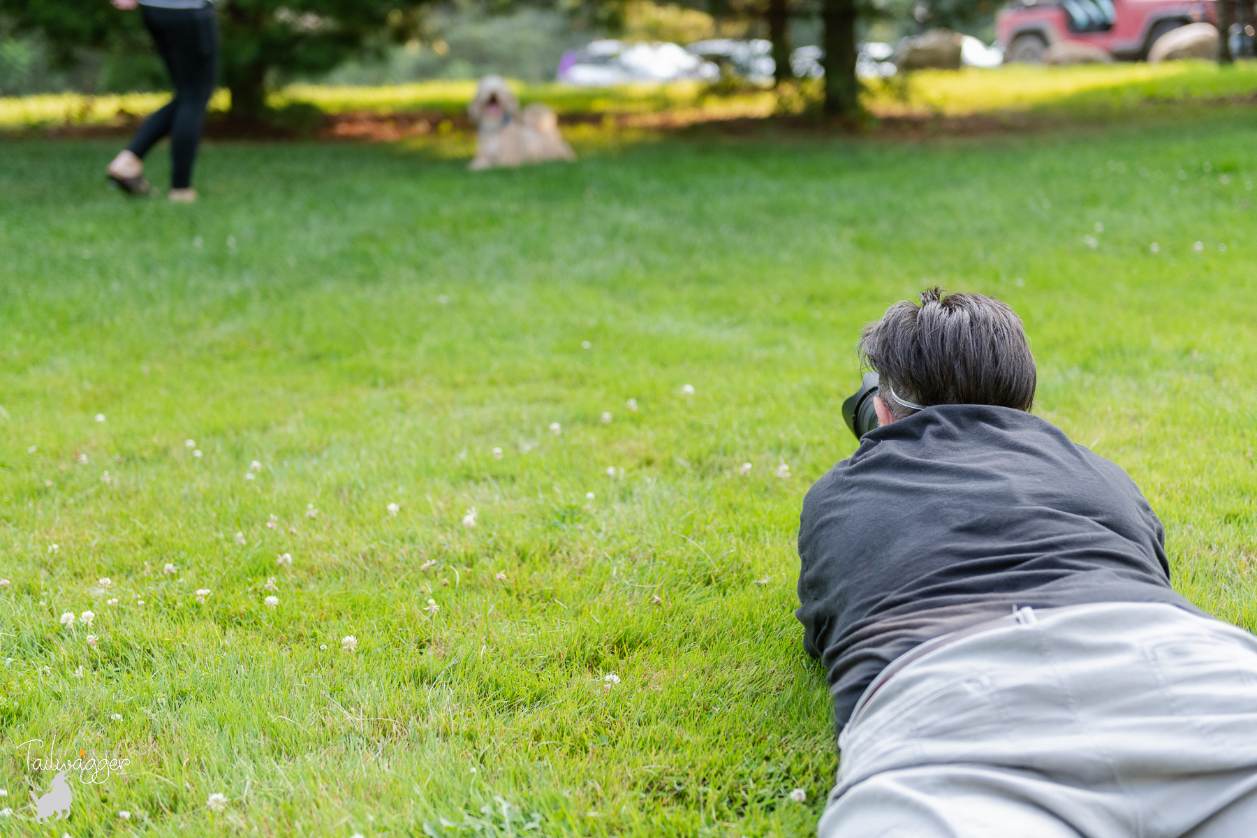 A photographer lies on the ground to photograph a Goldendoodle in the background.