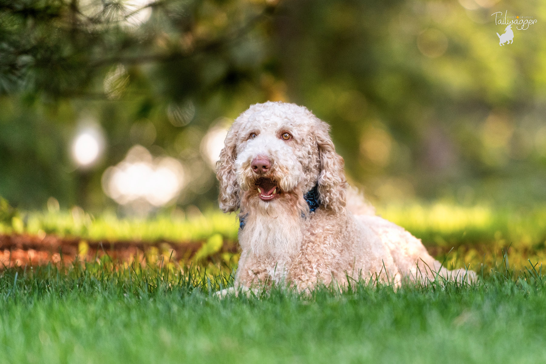 A male Goldendoodle with a beard lies in the grass at Johnson Park in Walker, MI.