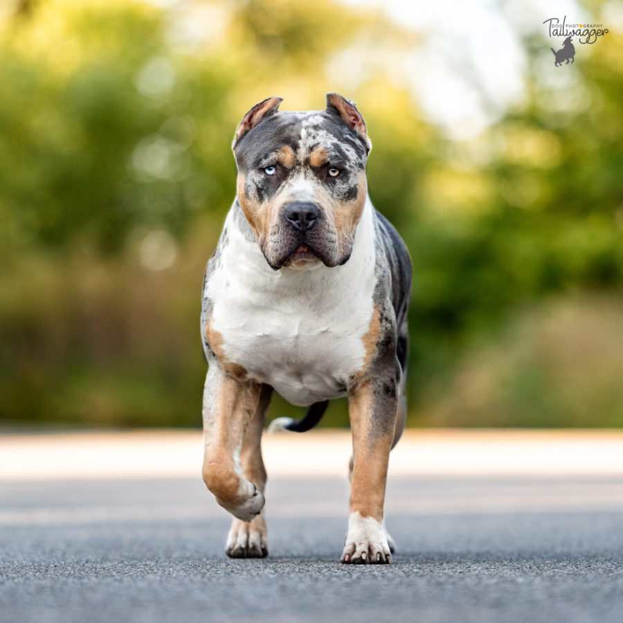 Male tri colored merle American Bully XL walks down the street toward the camera.