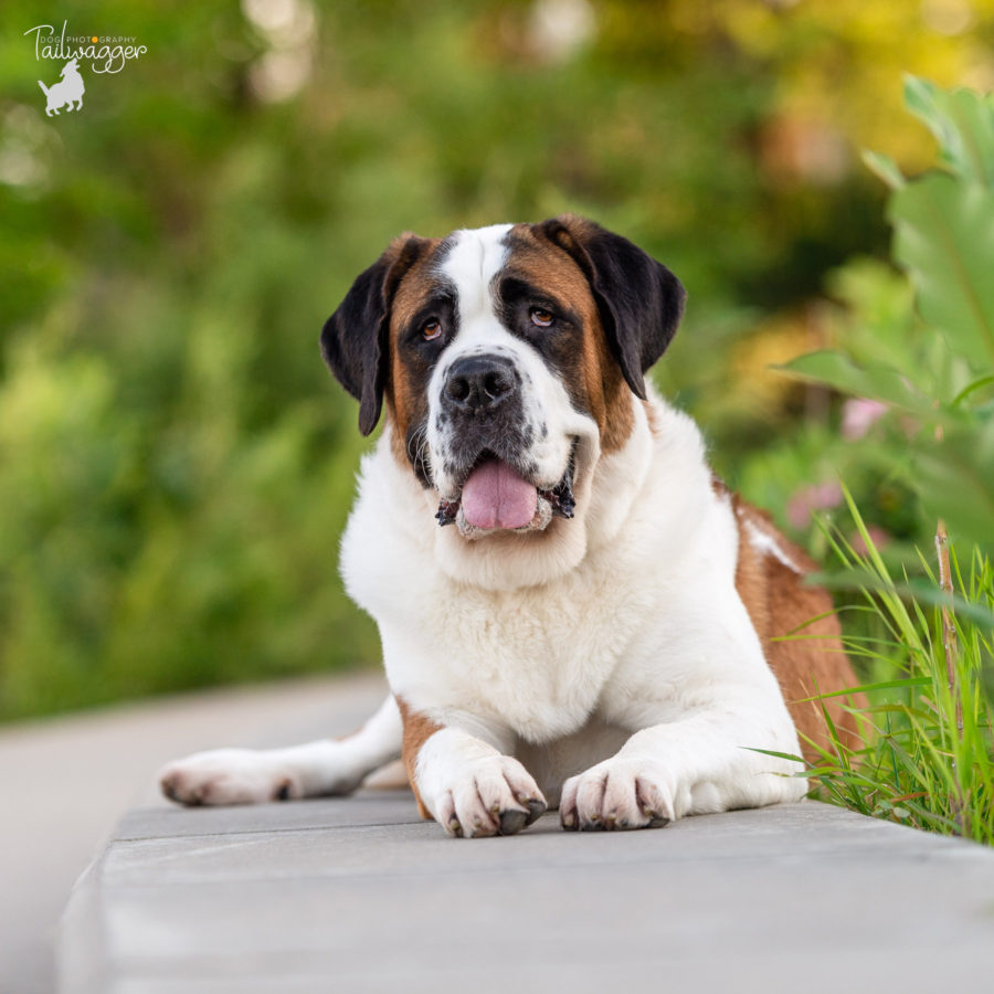 A female Saint Bernard lies on a concrete ridge with green plants surrounding her in downtown Grand Rapids, MI.