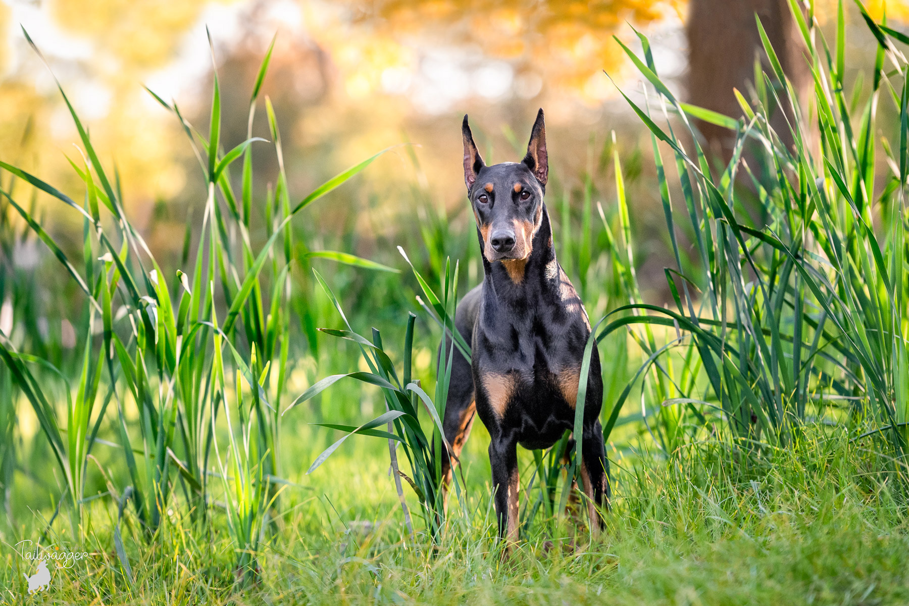 A female Doberman stands in tall green grass at Johnson Park in Kent Count, Michigan.