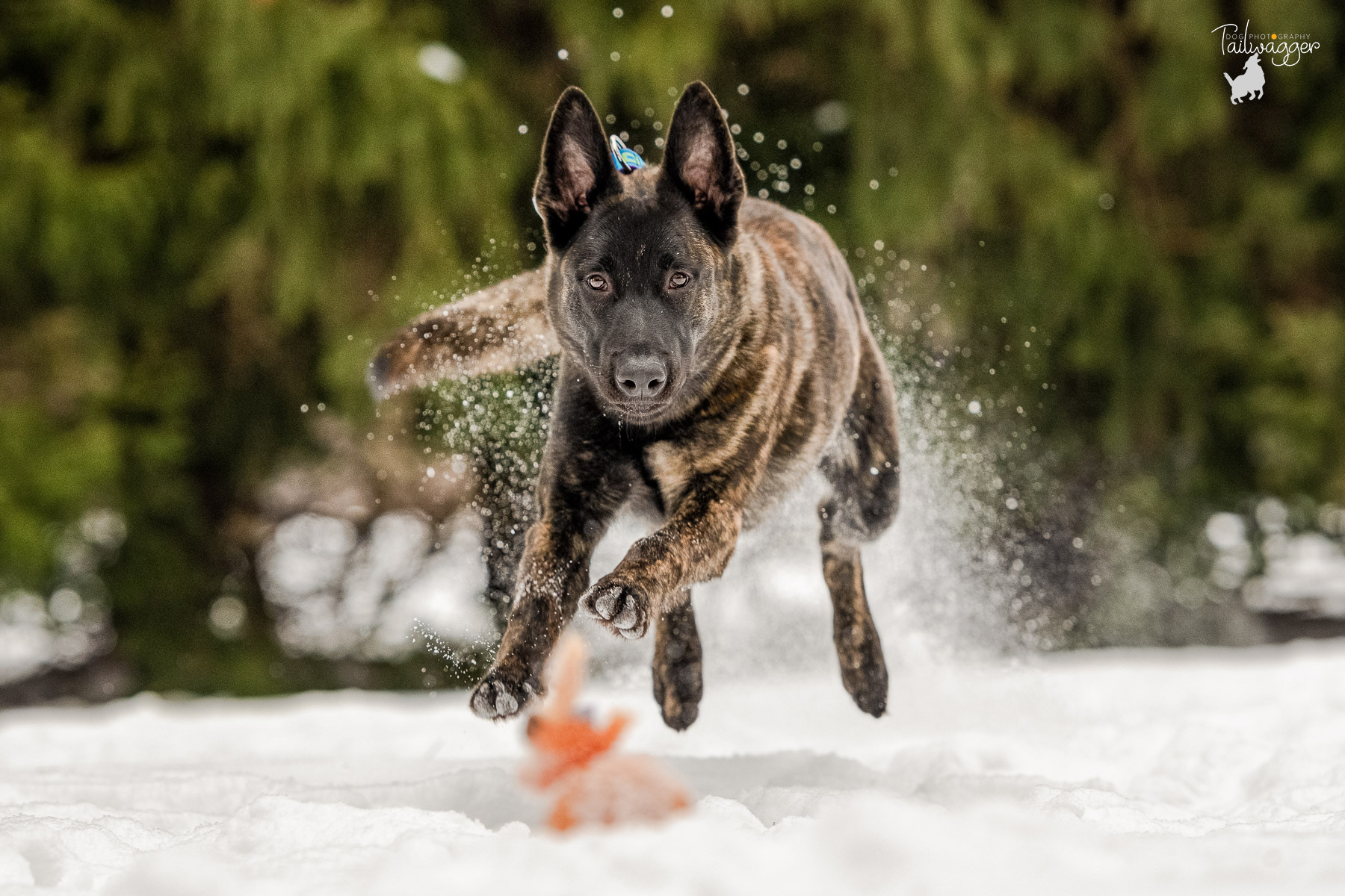 A Dutch Shepherd puppy is caught mid-air while chasing his toy in the snow.