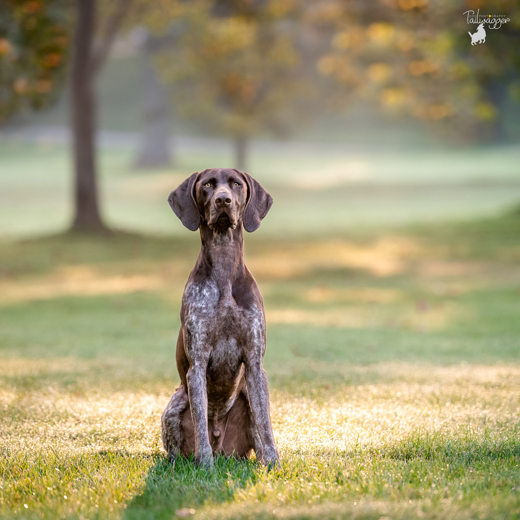 German Shorthaired Pointer sits in the early morning light at Johnson Park in Grand Rapids, MI.