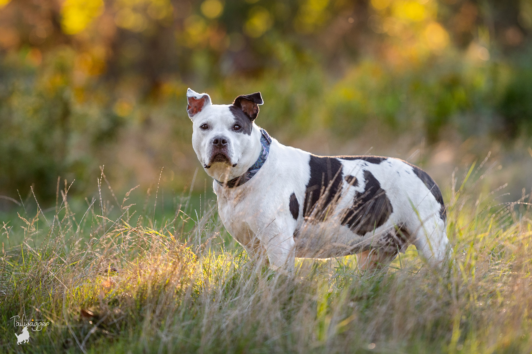 A black and white Pitbull mix stands in tall grass in the early evening light in Grand Rapids, MI.