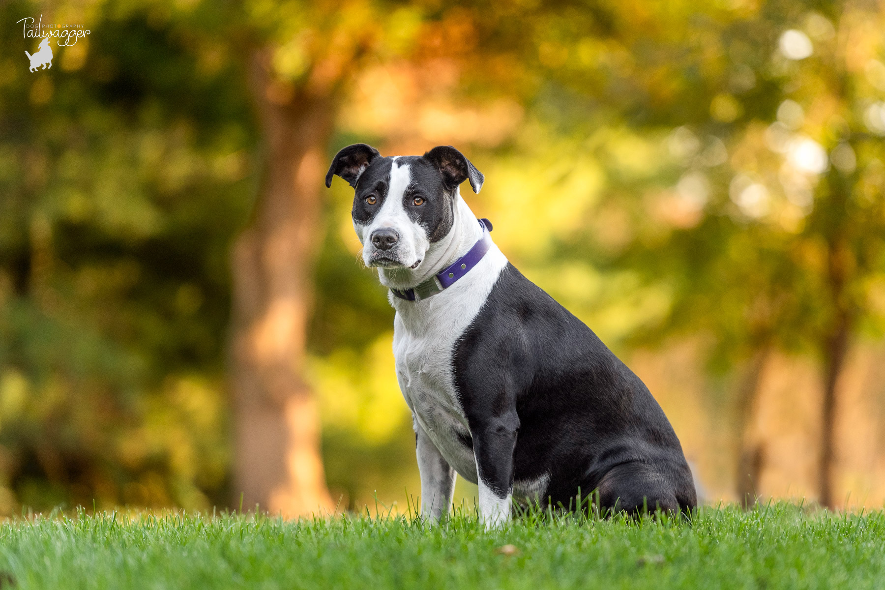 A black and white pitbull mix sits in her side yard in Caledonia, MI.