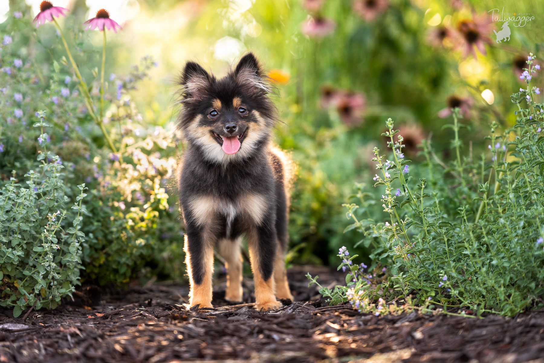 A Black and Tan Pomeranian stands in the middle of wild flowers near the Ford Museum in downtown Grand Rapids, Michigan.