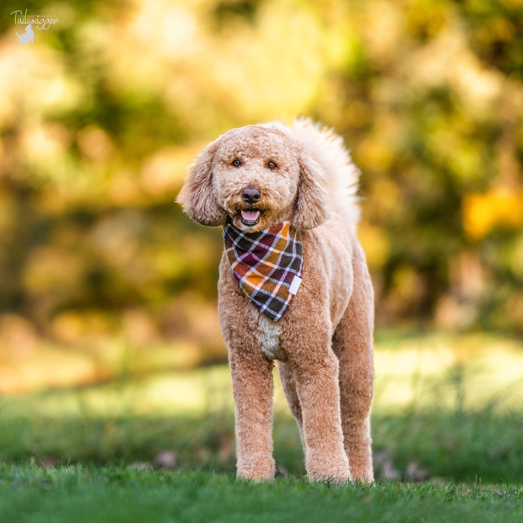 A male Goldendoodle stands with an earth toned bandana tied around his next at Johnson Park in Grand Rapids, MI.