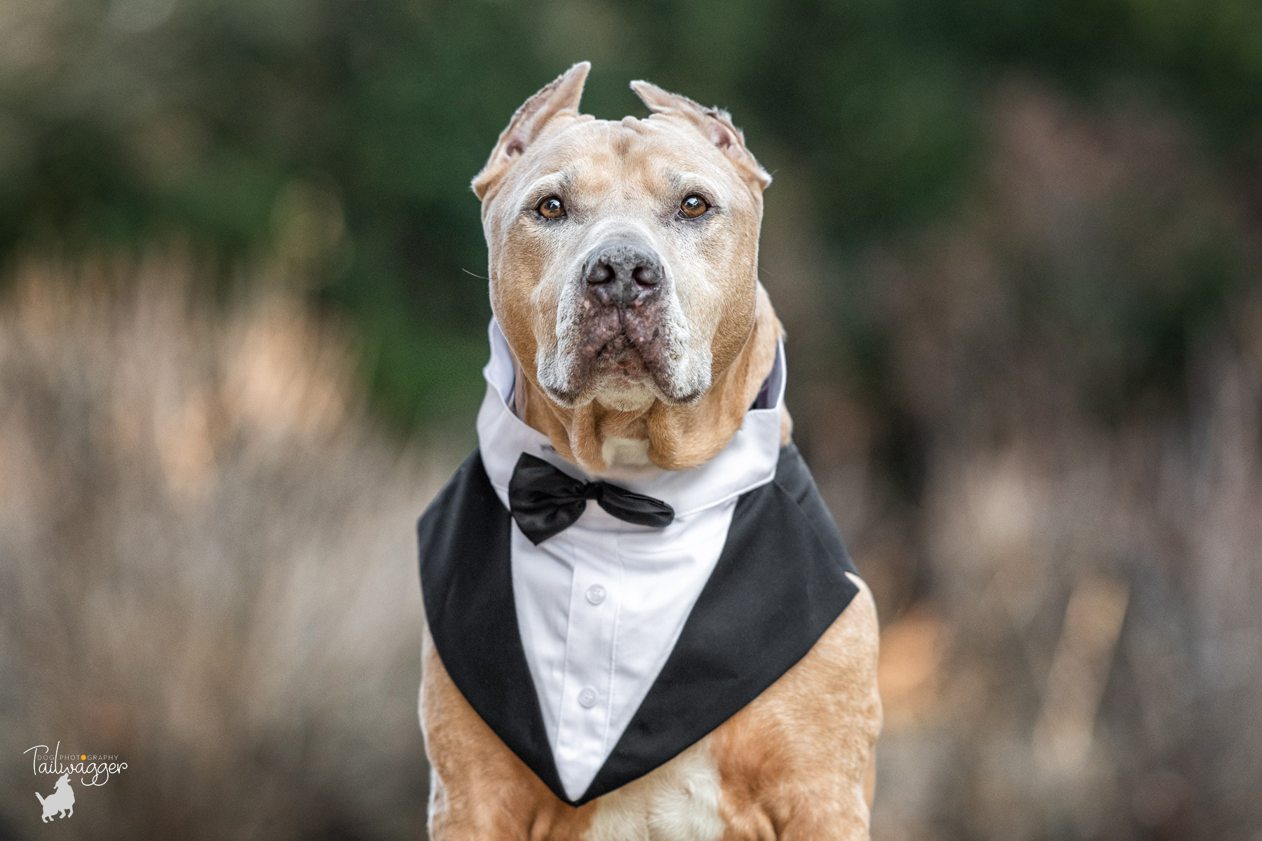A fawn colored Pitbull mix sits with a black and white tuxedo on in Jenison, MI.