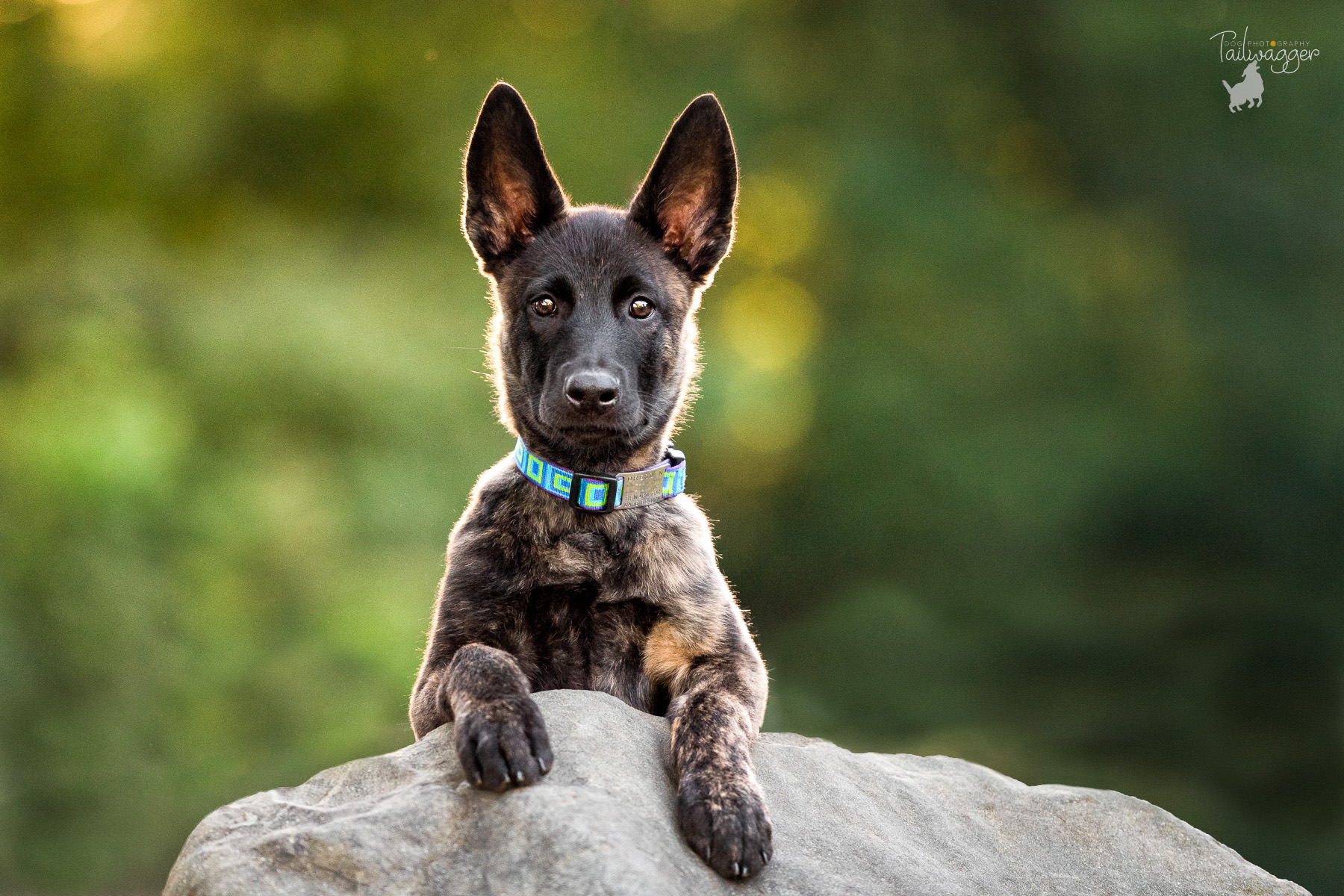 Dutch Shepherd puppy with his front paws over a large boulder in Grand Rapids, MI.