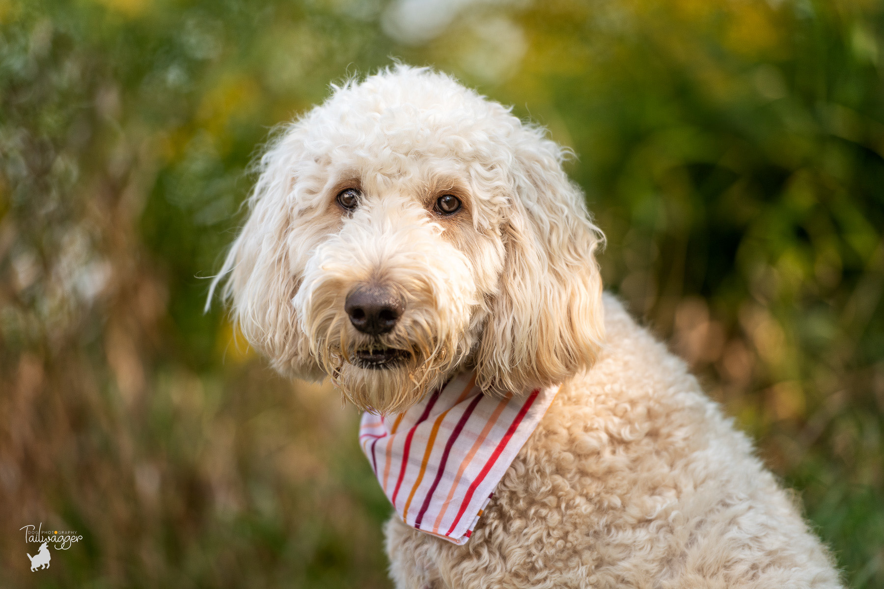 A headshot of a Goldendoodle taken at Retriever Fever at Grand Ravines Dog Park in Ottawa County, MI.