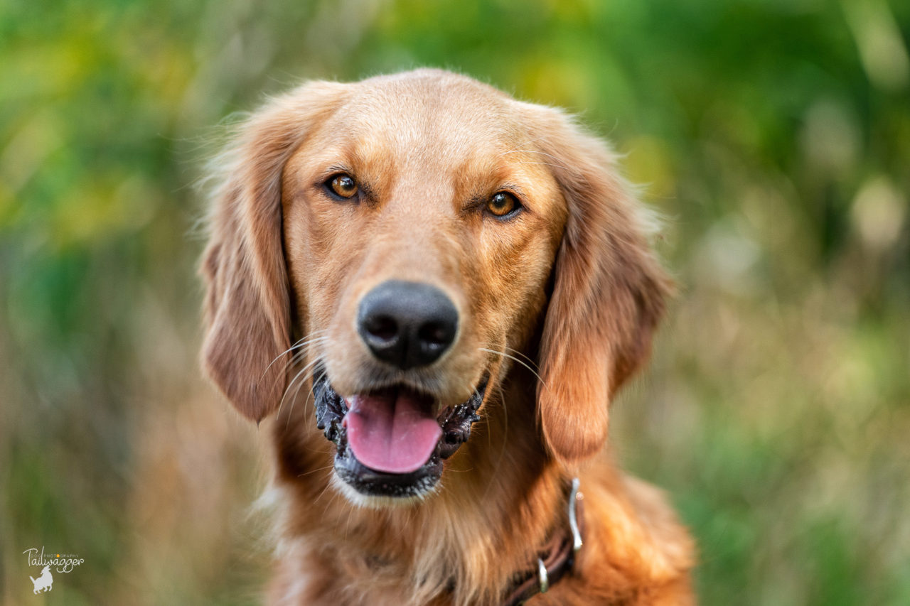 A headshot of a female Golden Retriever taken at Retriever Fever in Jenison, MI.