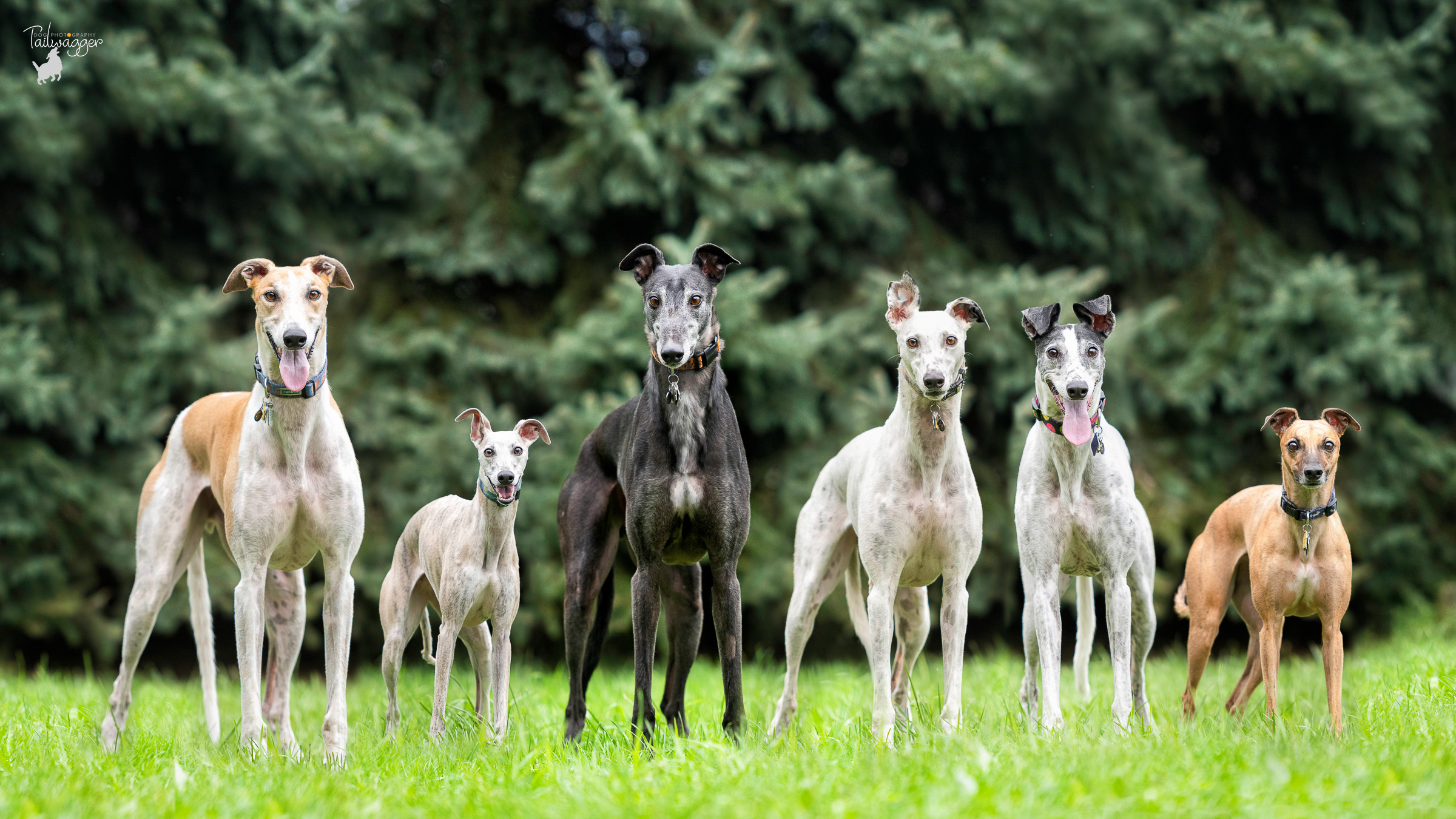 Six Greyhounds and Whippets stand side by side in their backyard in Grand Rapids, MI.
