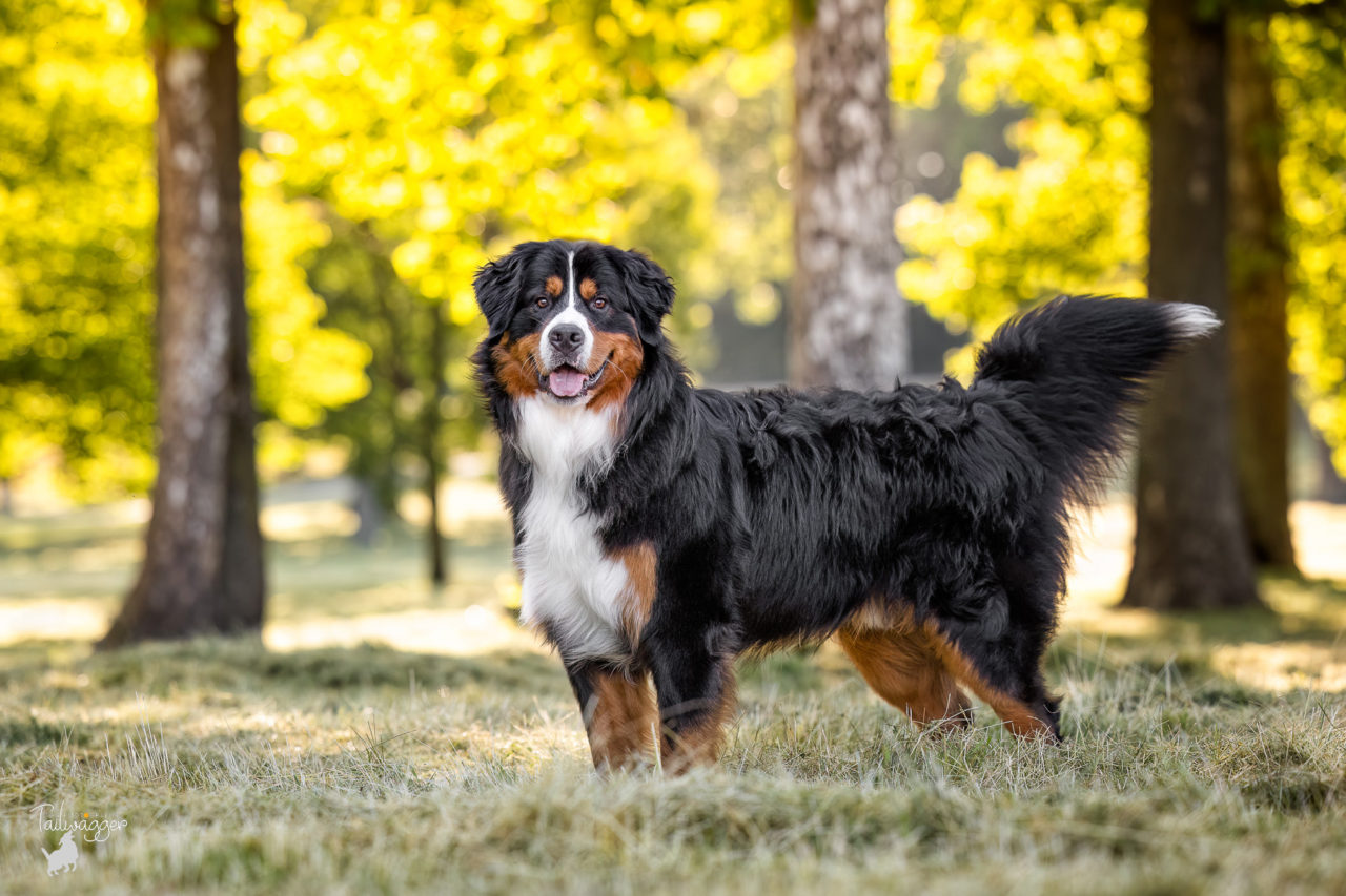 A male Bernese Mountain dog stands in front of hardwood trees in Grand Rapids, MI.
