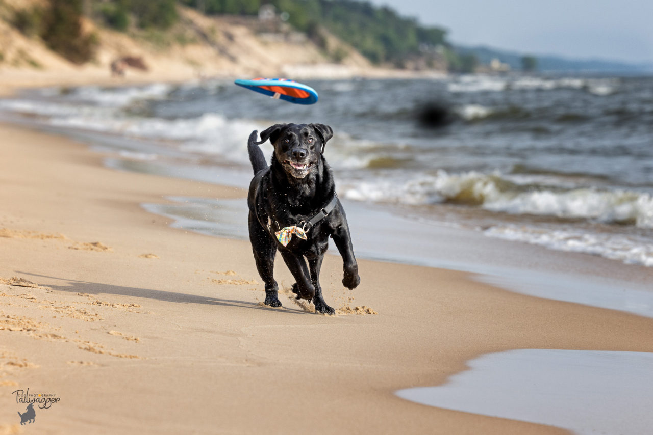 A black Lab chases his frisbee at Kruse Dog Beach in Muskegon, MI.