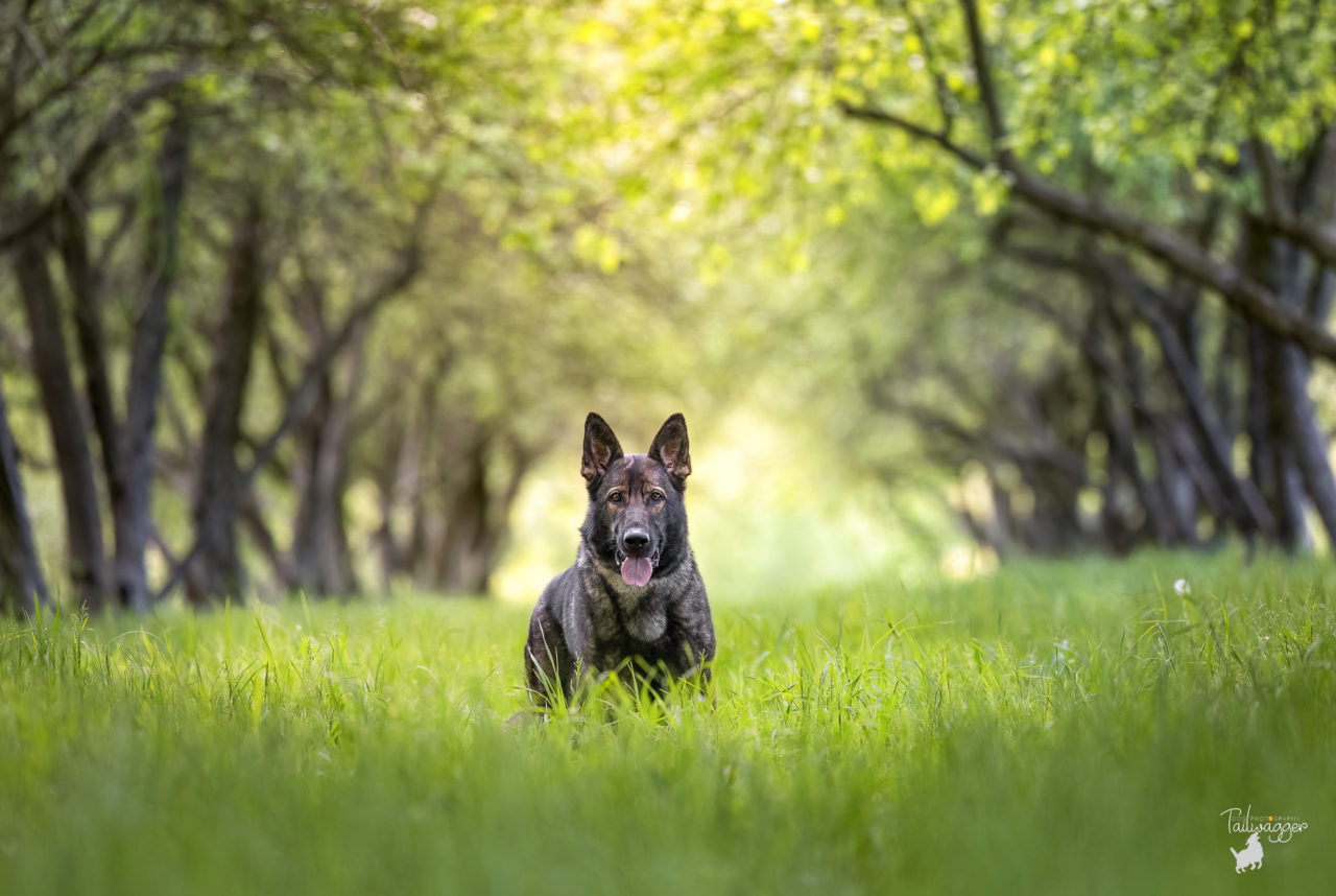 A german Shepherd stands surrounded by tall grass in a defunct apple orchard in Caledonia, MI.